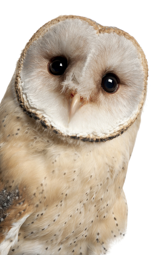 a barn owl